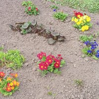 Примула :: Сапсан 