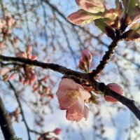 Сакура :: Сапсан 