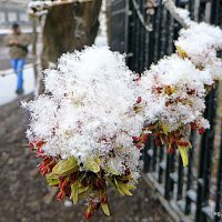 природа шутит :: Олег Лукьянов