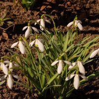 Подснежники :: София 