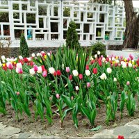 Клумба! :: Надежда 