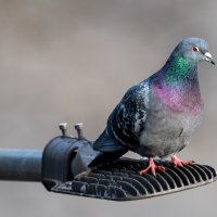 Городские птицы :: Владимир Лазарев