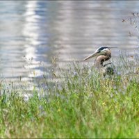 У озера :: **** vedin