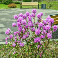 Рододендрон даурский :: Валерий Иванович