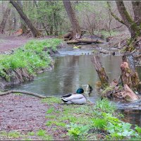 Любуясь владениями :: Сеня Белгородский
