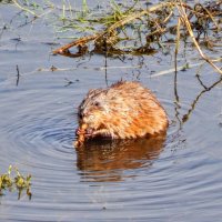 Вкусный корешок! :: Елена Хайдукова  ( Elena Fly )