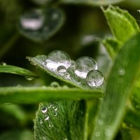Капельки :: Мариша Тим