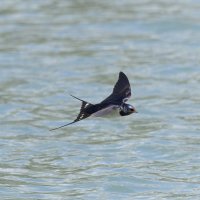 ласточка деревенская. :: юрий макаров