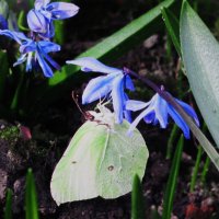 Лимонница прилетела :: Людмила Смородинская