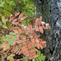 октябрь :: Елена Шаламова