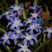 *** :: Геннадий Порохов