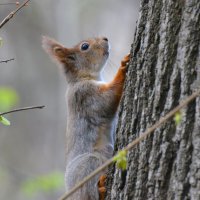 Белка :: Константин Анисимов