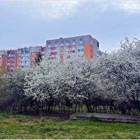 Весна в городе. :: Валерия Комова