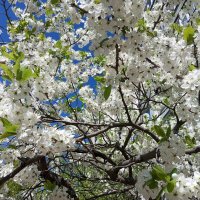 Когда цветут сады... :: Елена Семигина