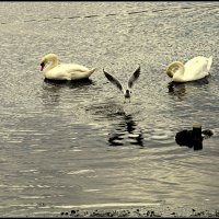 перезимовали :: Aleksandr Gal