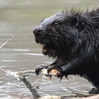 Завтрак бобра. :: Владимир Безбородов