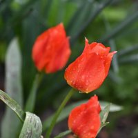 Тюльпаны бывают разные.. :: Николай Саржанов