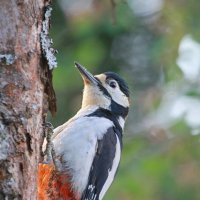 ...в лесу... :: Andrey Bragin 