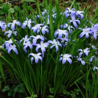 Хионодокса :: Рита Симонова