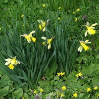 Нарцисс :: Рита Симонова