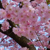 Каждый год распускаются сакуры... :: Галина 