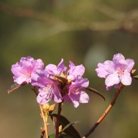 весенние зарисовк :: ИННА ПОРОХОВА