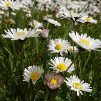 Цветов много не бывает!... :: Галина 