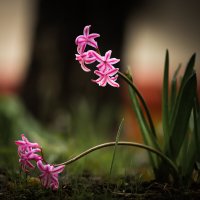 Гиацинт :: Игорь Шевченко