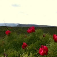 Горицветы расцвели :: Ирина 