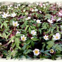 В лесу в апреле красота! :: Лия ☼