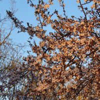 Весна... :: Константин Белоногов