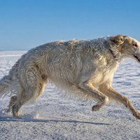 Русская псовая борзая :: Aleksey Afonin