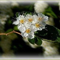 Реснички спиреи... :: Валентина Надсон