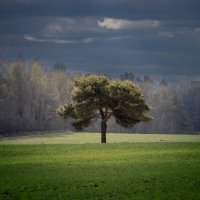 * :: Евгений Ваулин