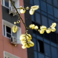 Весна :: Лариса С.