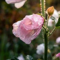 Шток-роза :: Лилия 