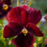 Темно бордовый цветок фиалки :: Лилия 