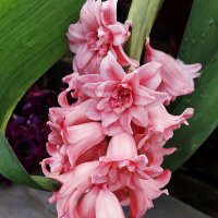 Веточка гиацинта :: Лидия Бусурина