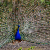 Красава... :: Игорь Протасов