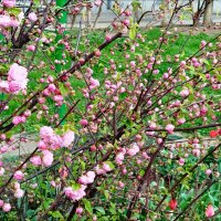 Нежность! :: Надежда 