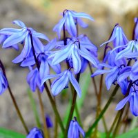 Голубые пролески в саду. :: Наталья ***