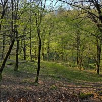 Прогулка в лесу :: Tata Wolf