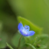 Маленький цветок :: Tina Kott