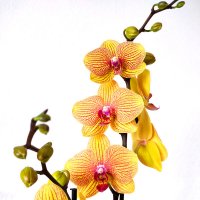 Орхидея :: Елена Галата