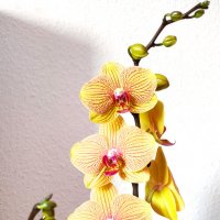 Орхидея :: Елена Галата