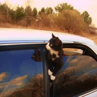 охранник :: Владимир 