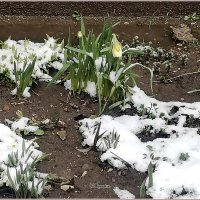 «Никогда такого не было, и вот опять» :: Aquarius - Сергей