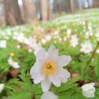 Ветреница :: Сапсан 