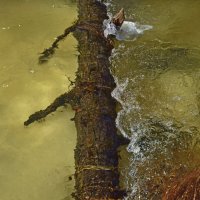 Подводный ствол :: Сергей Шаврин