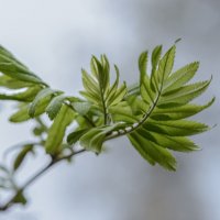 Птица весна. :: Николай 